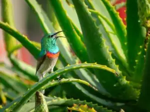 benefits of using aloe vera