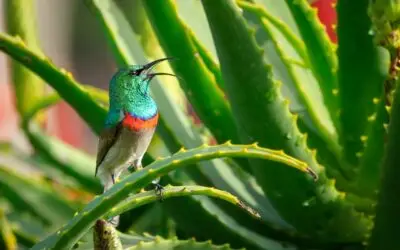 Some Amazing Health benefits of Aloe Vera