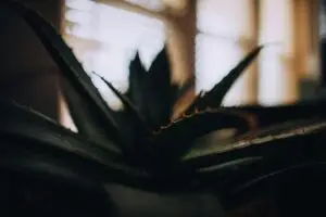 aloe vera skin care